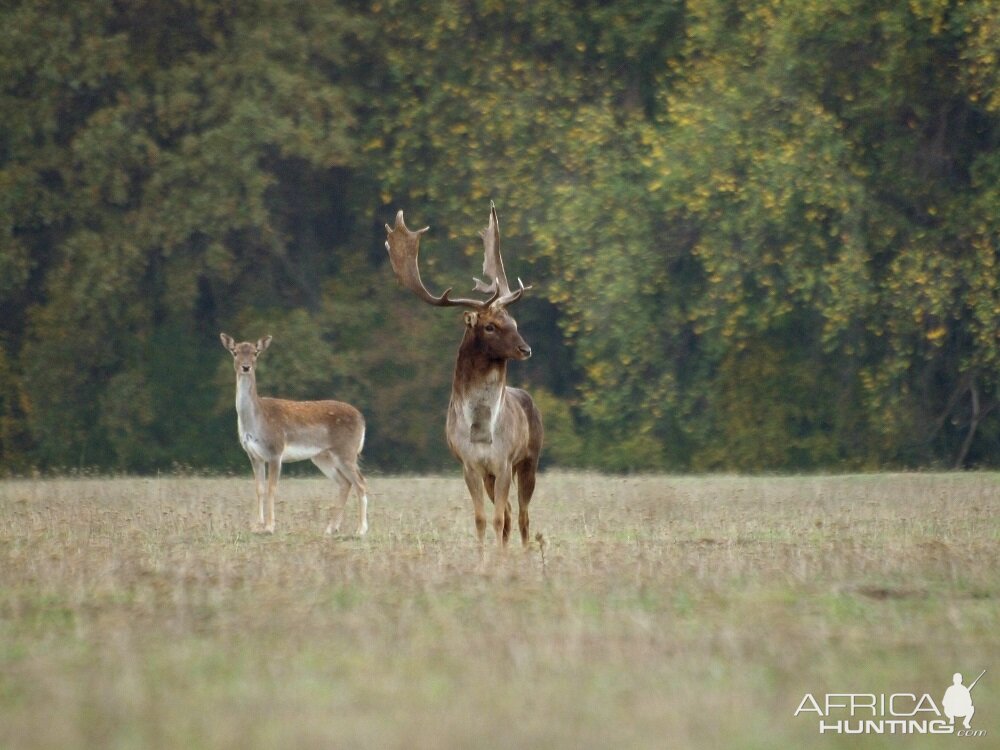 Fallow Deer Romania