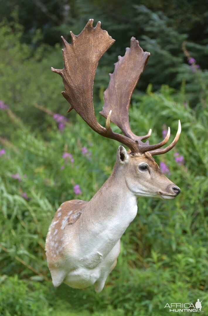 Fallow Deer Shoulder Mount Taxidermy