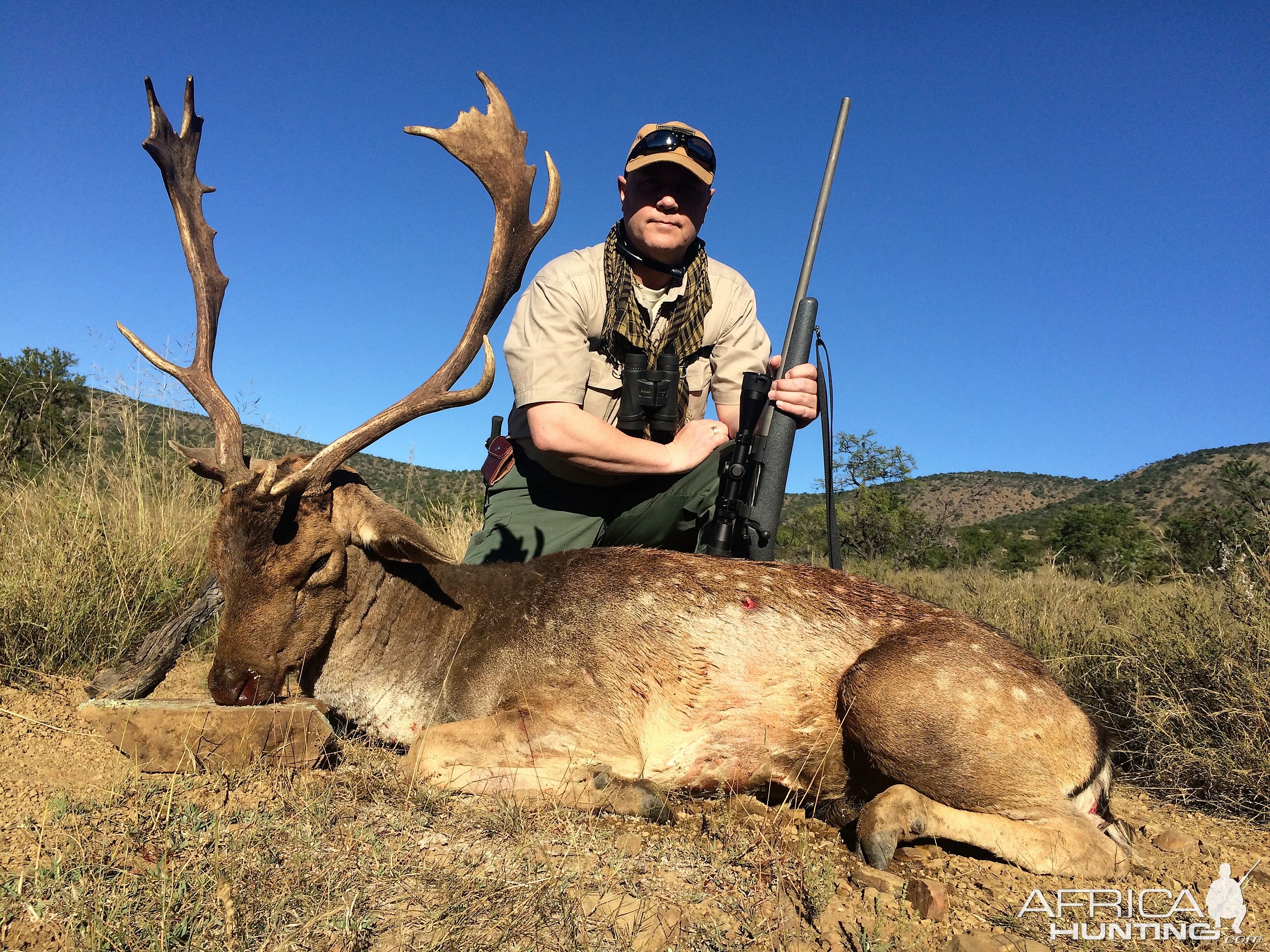 Fallow Deer South Africa Hunt