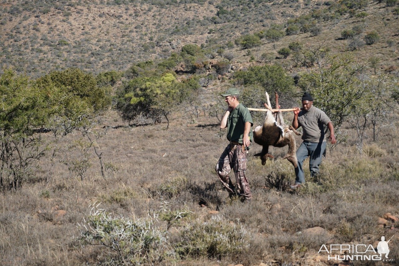 Fallow Deer South Africa Hunt