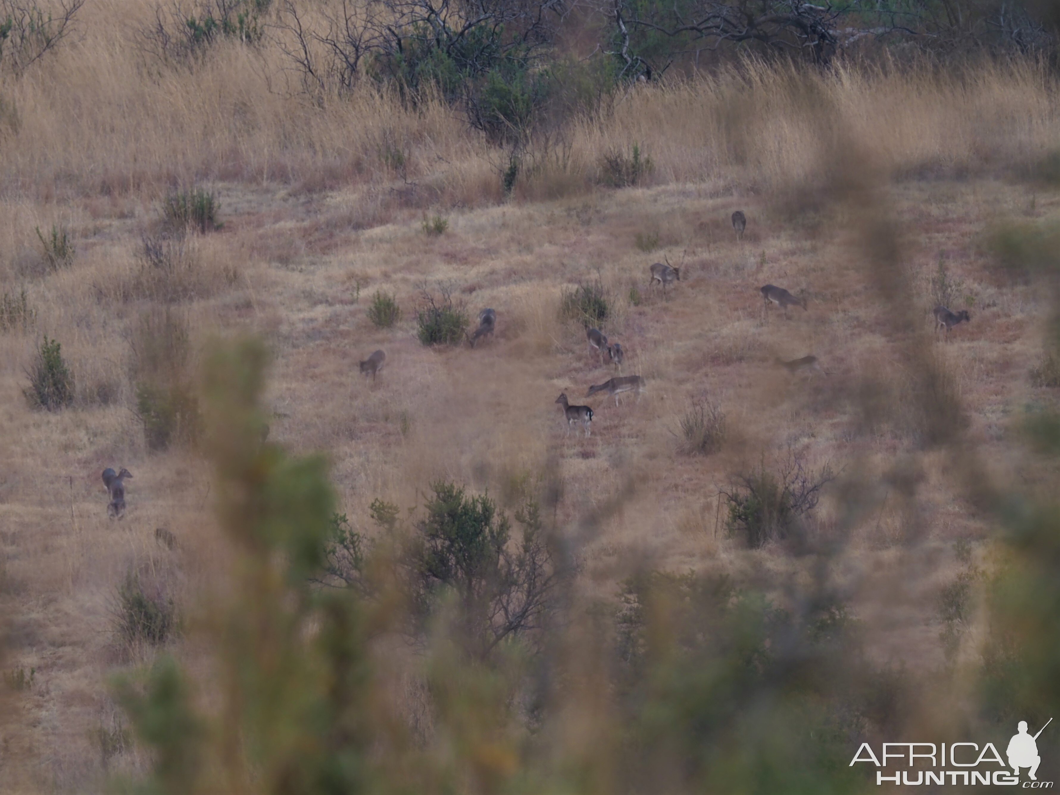 Fallow Deer South Africa