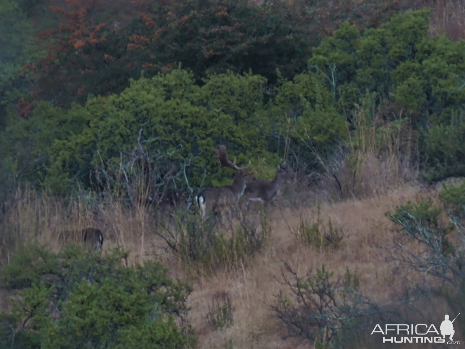 Fallow Deer South Africa