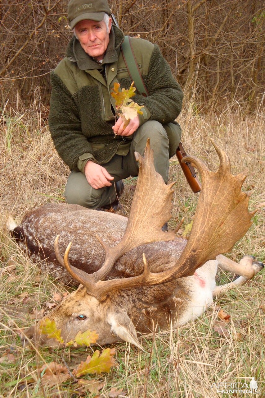 Fallow Deer Sweden