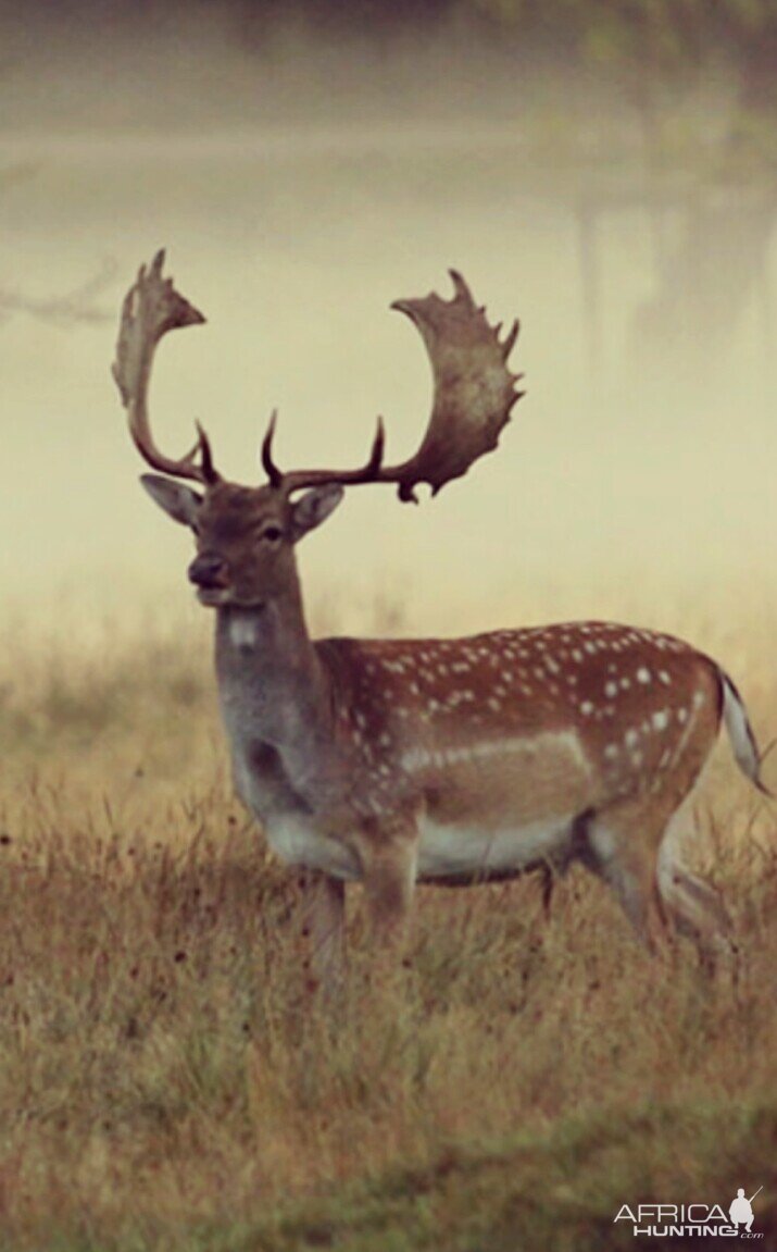 Fallow Deer Tasmania Australia