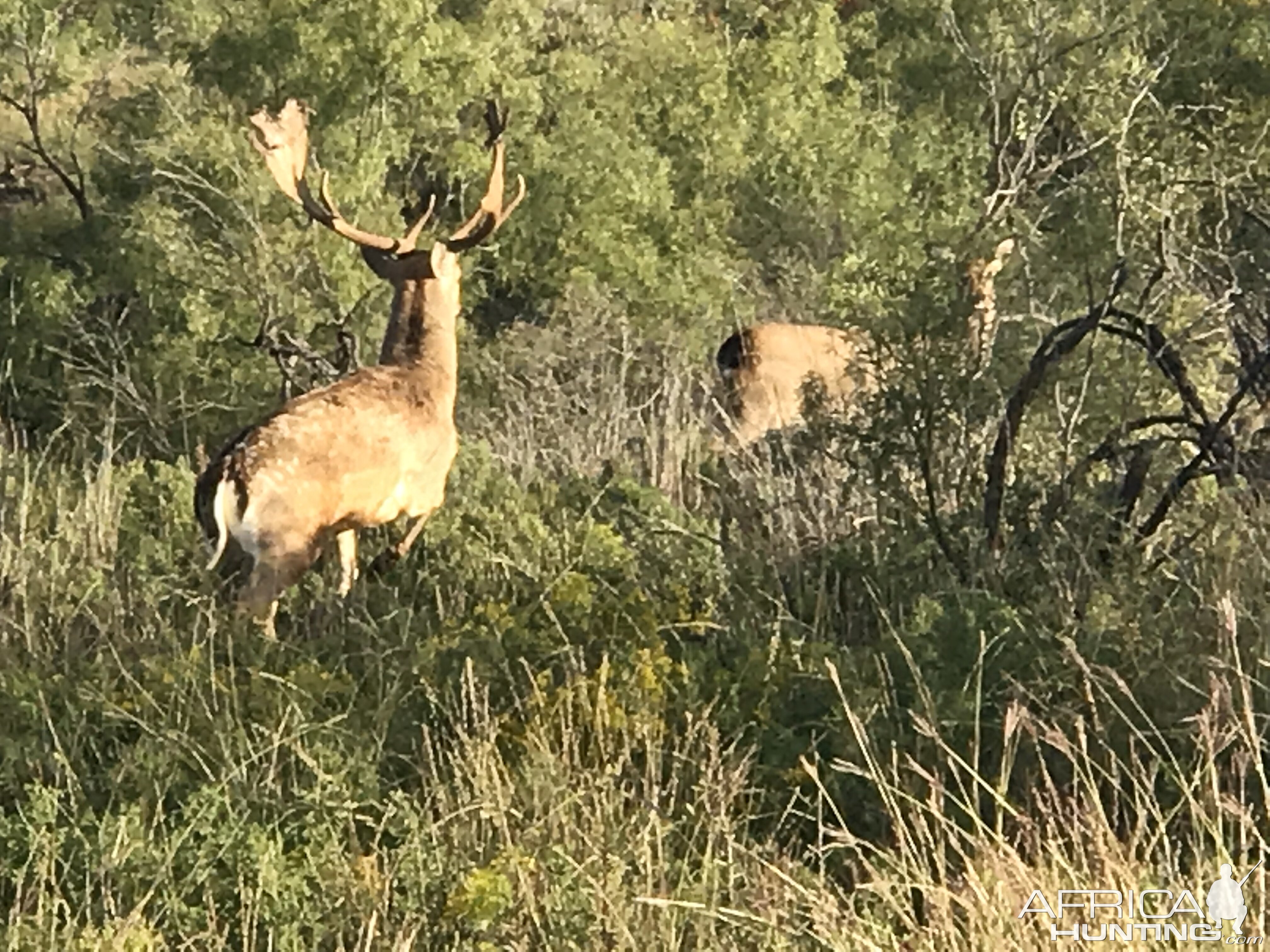 Fallow Deer Texas USA