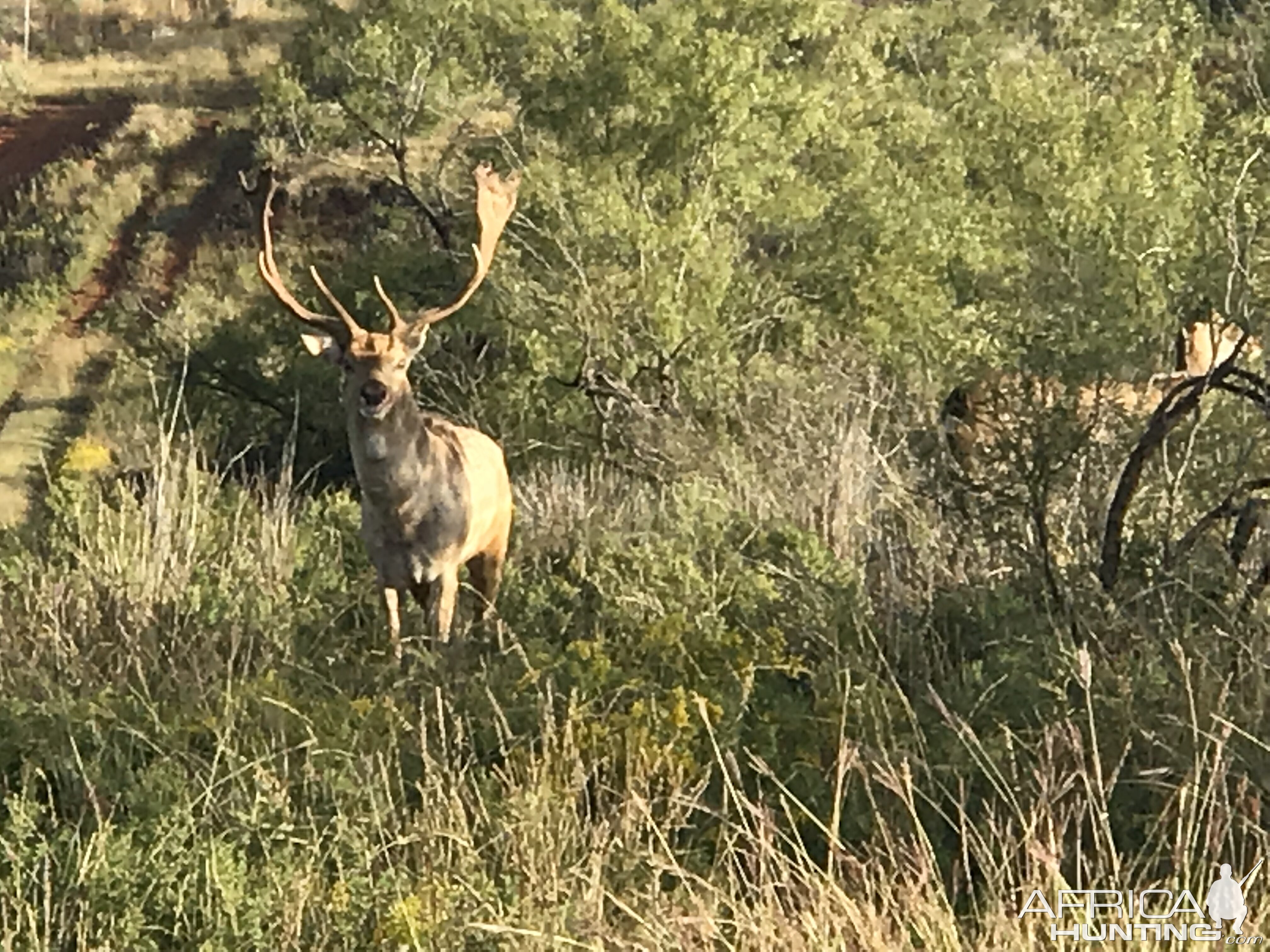 Fallow Deer Texas USA