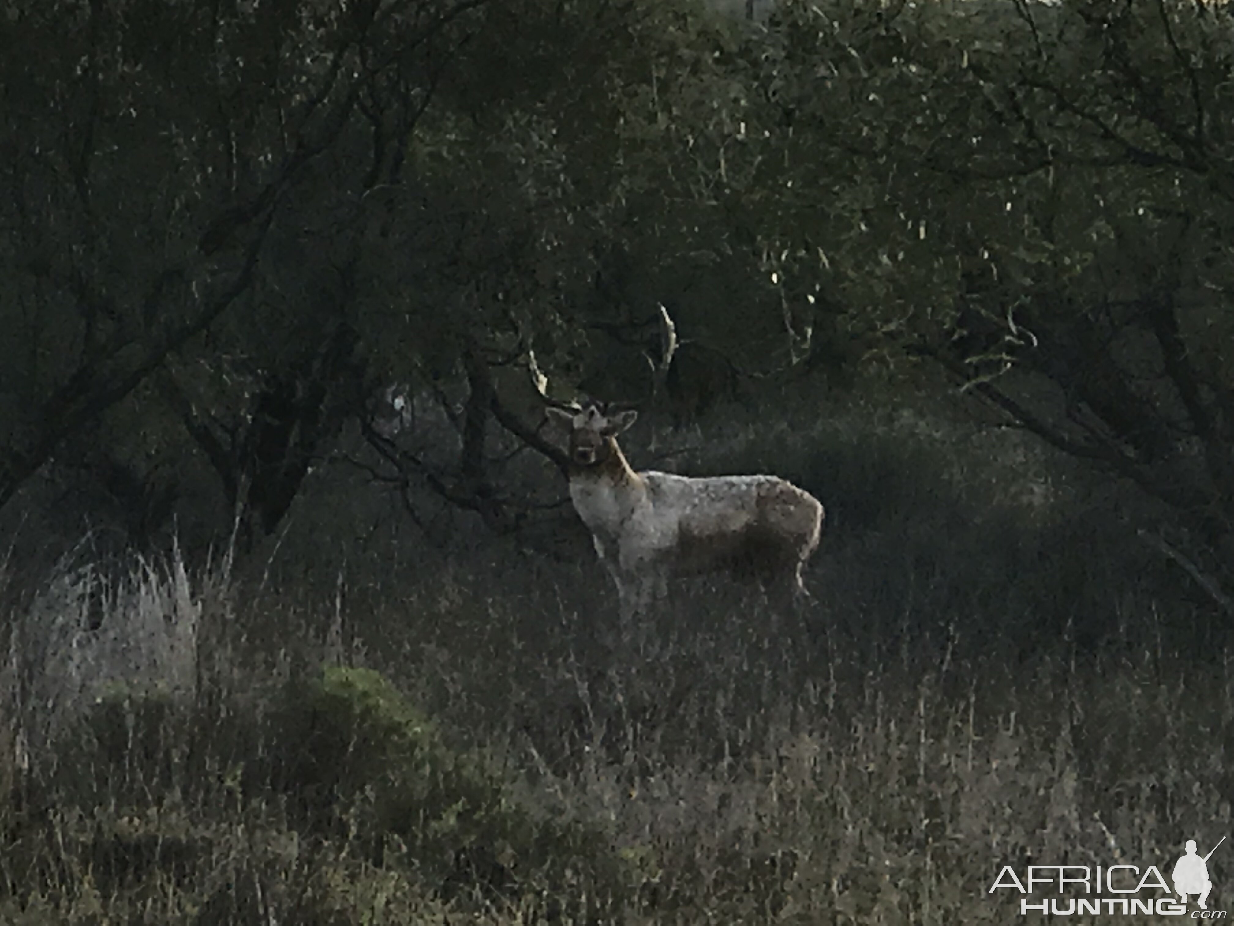 Fallow Deer Texas USA