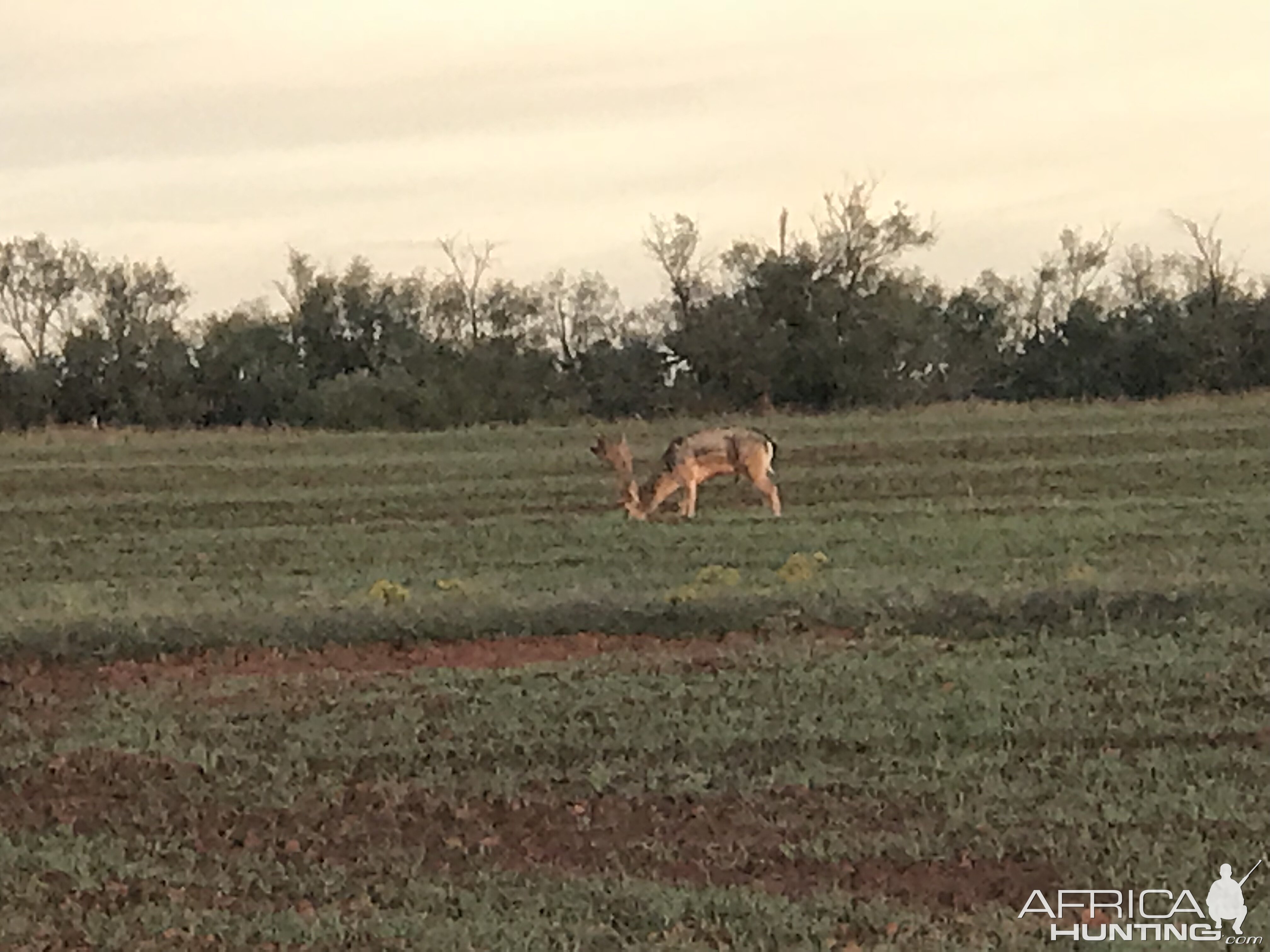 Fallow Deer Texas USA