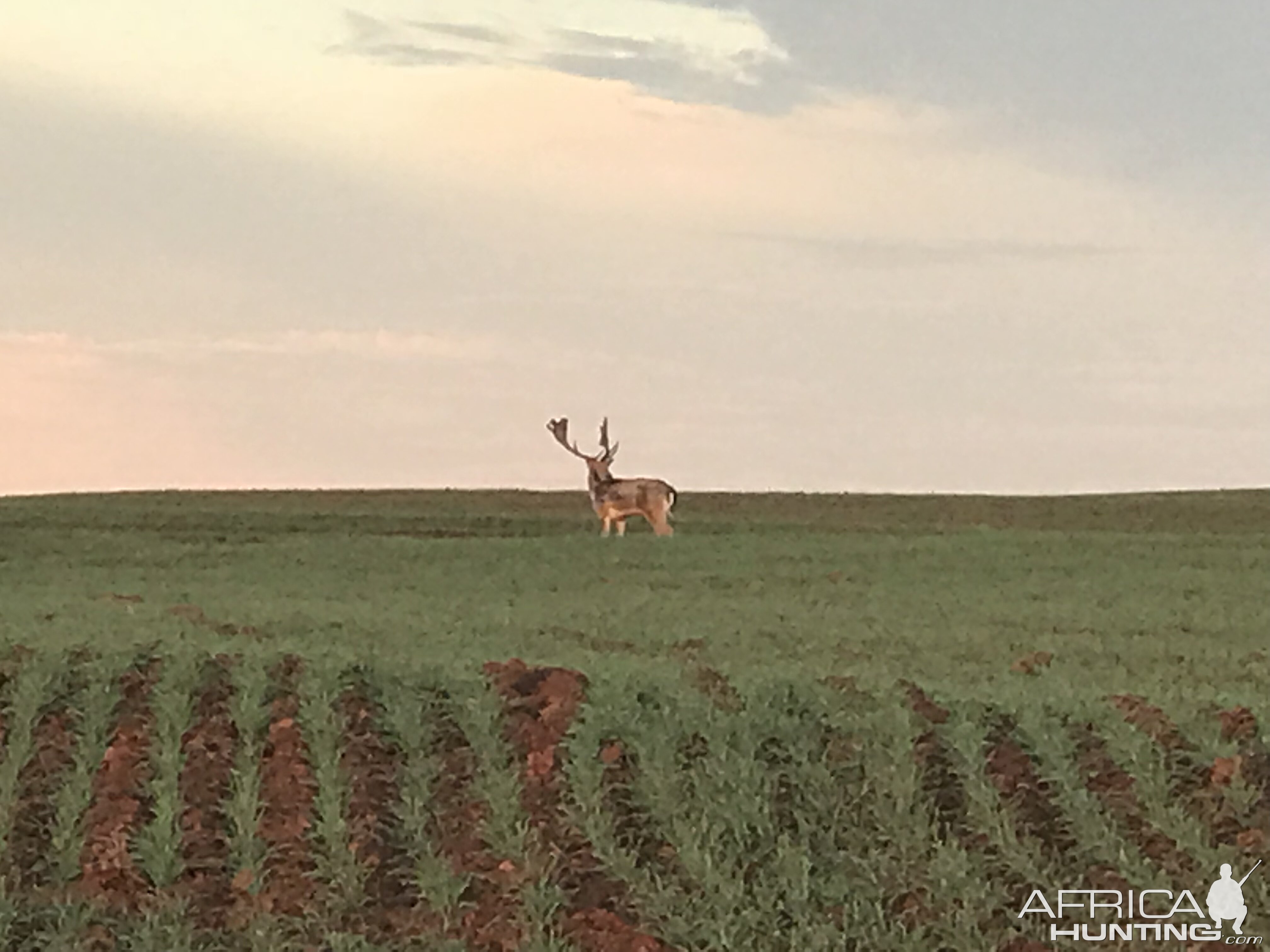 Fallow Deer Texas USA