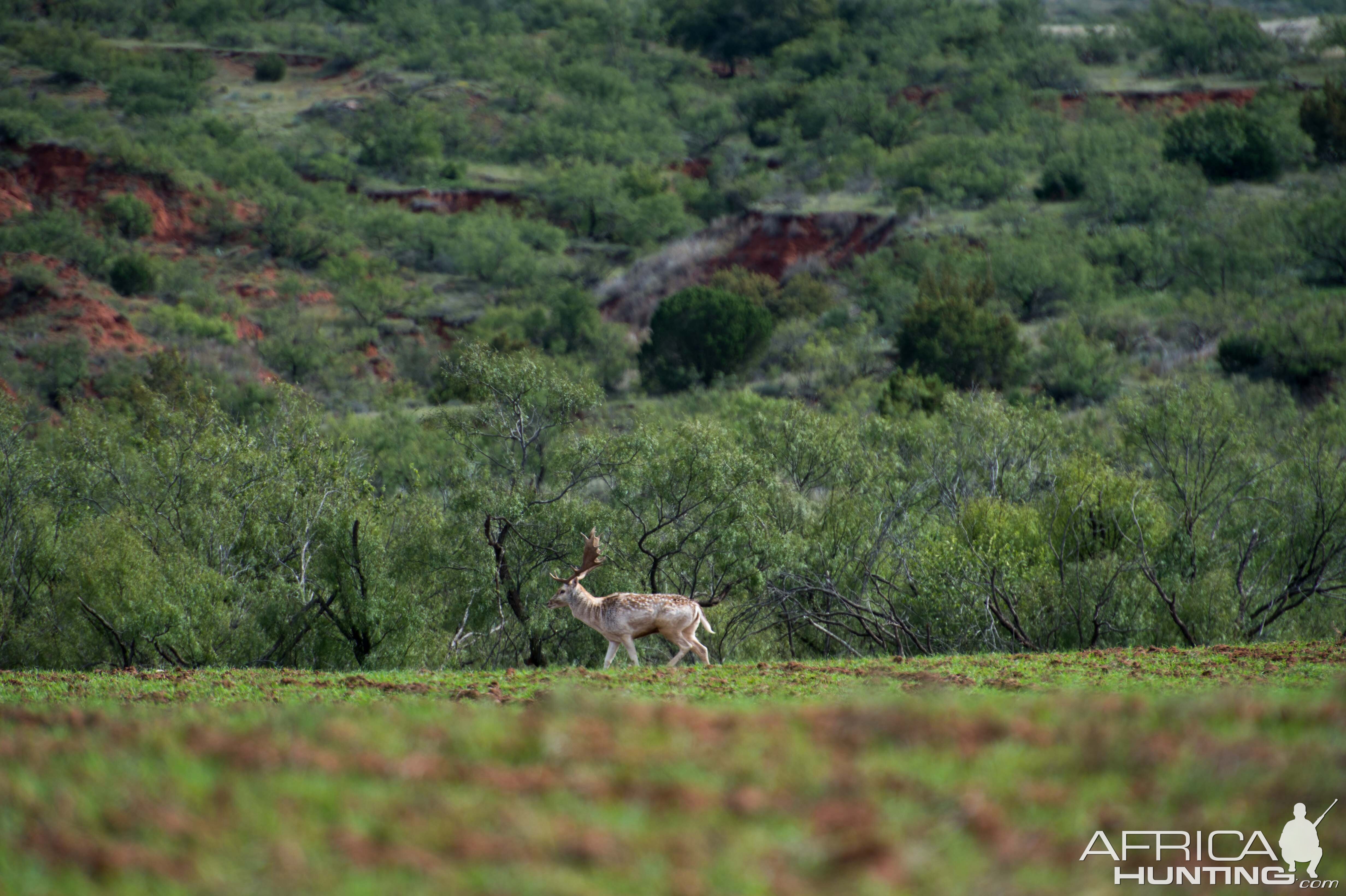 Fallow Deer Texas USA