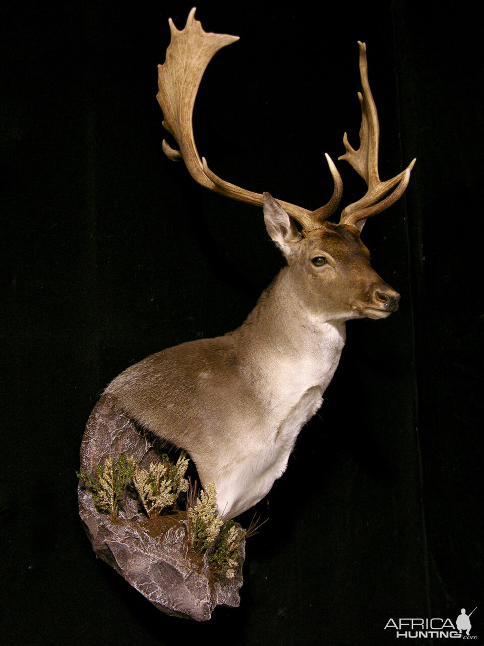 Fallow Deer Wall Pedestal with Habitat Taxidermy