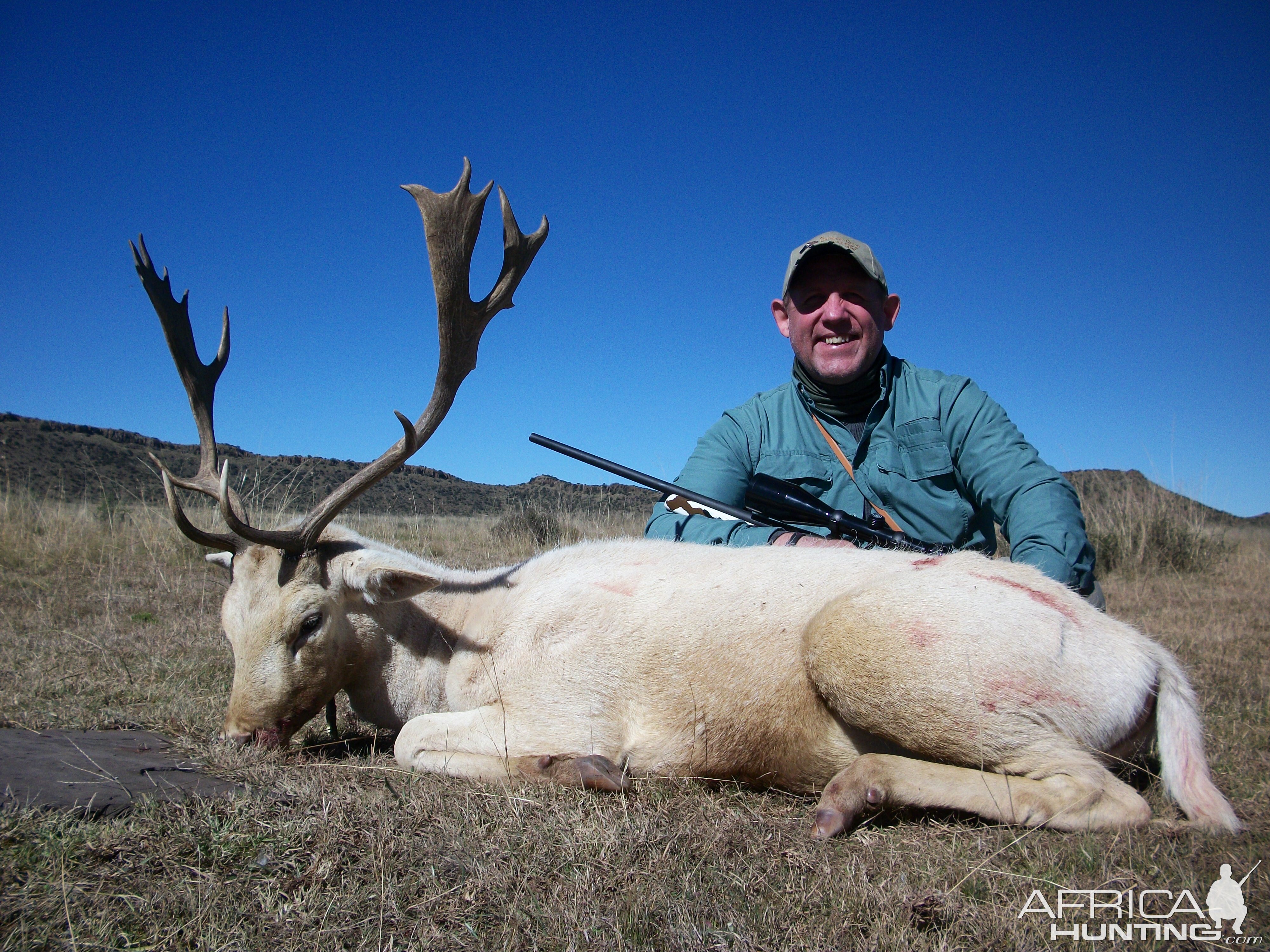 Fallow Deer