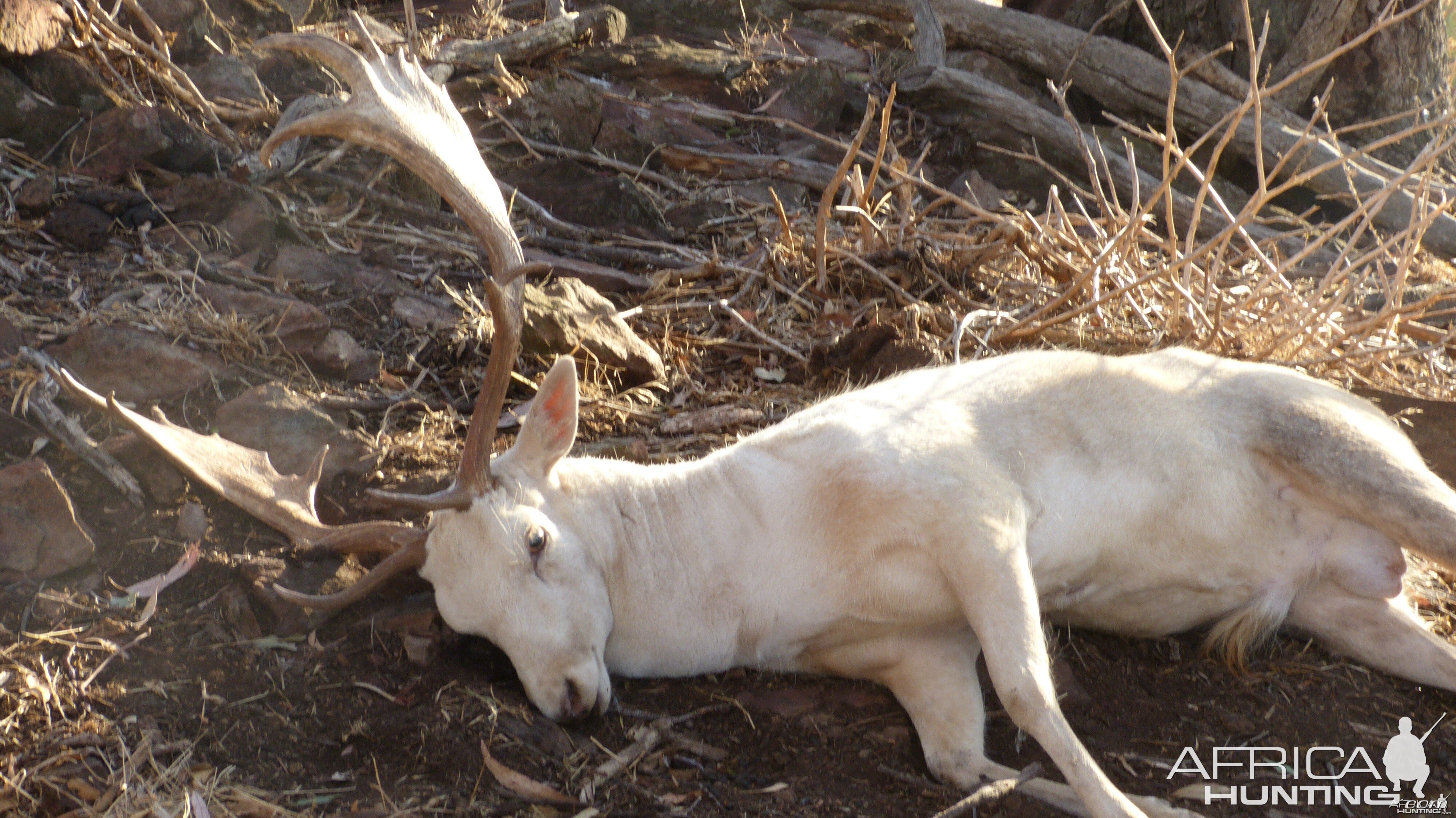 Fallow Deer