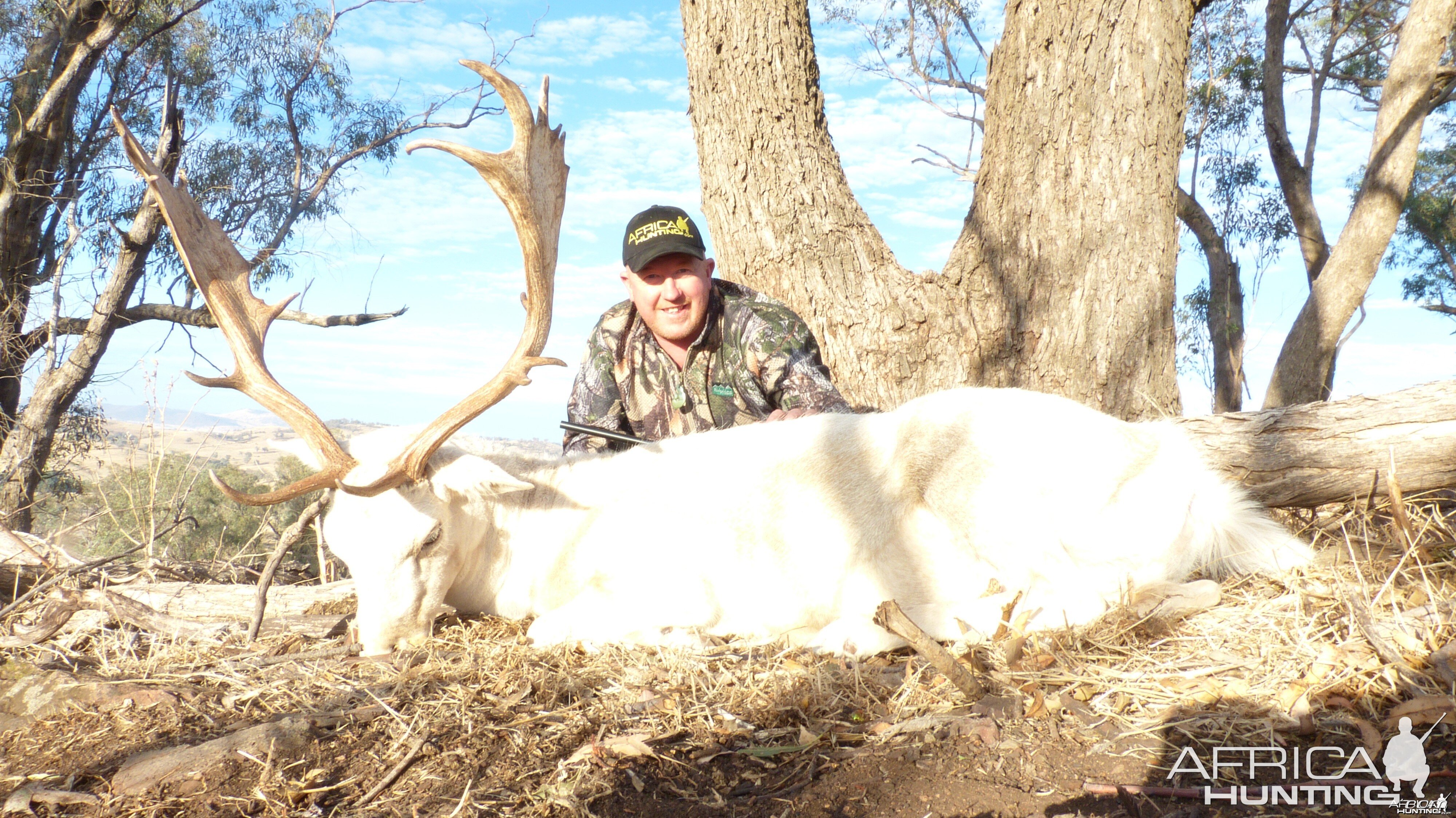 Fallow Deer