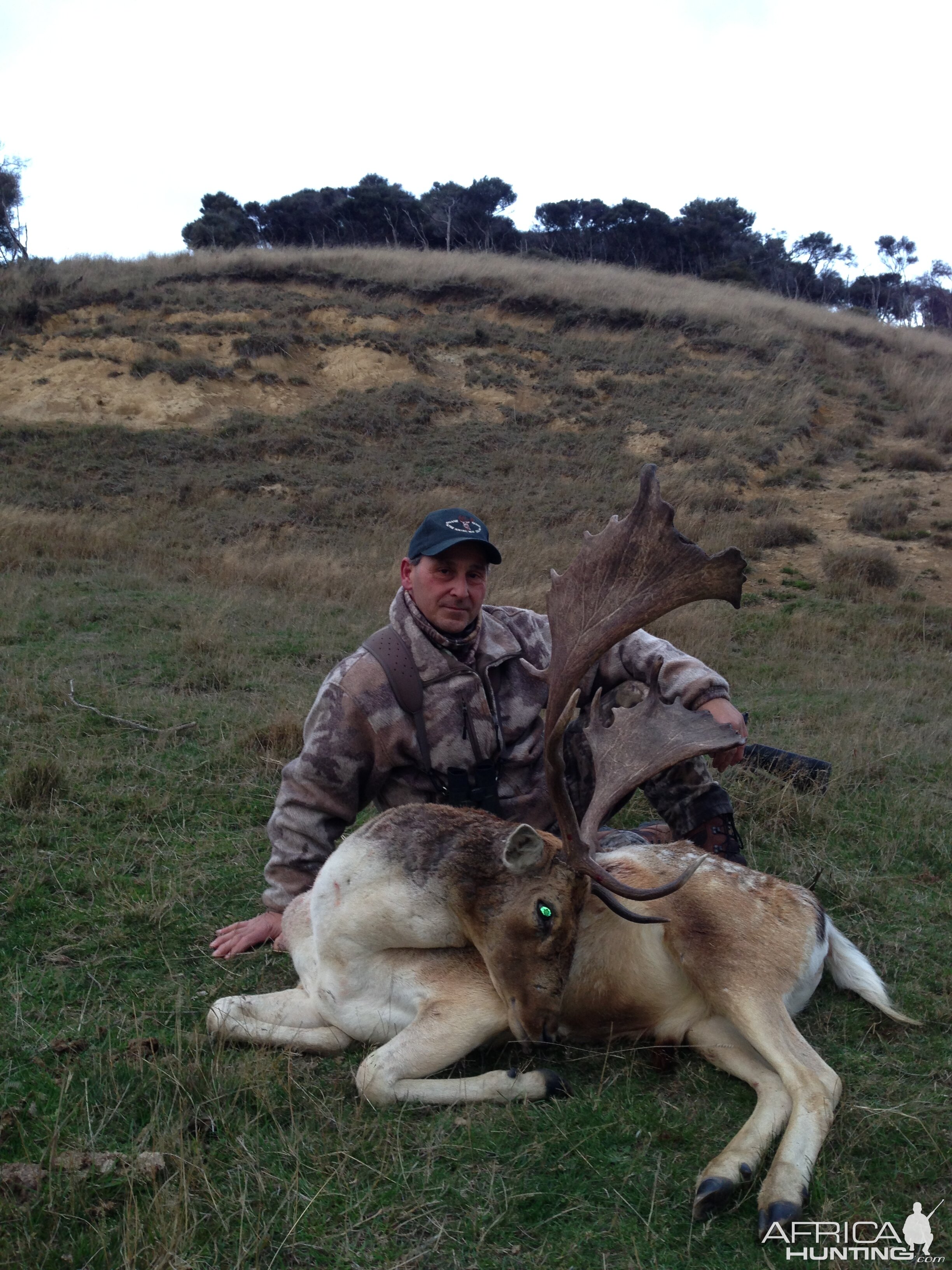 Fallow deer