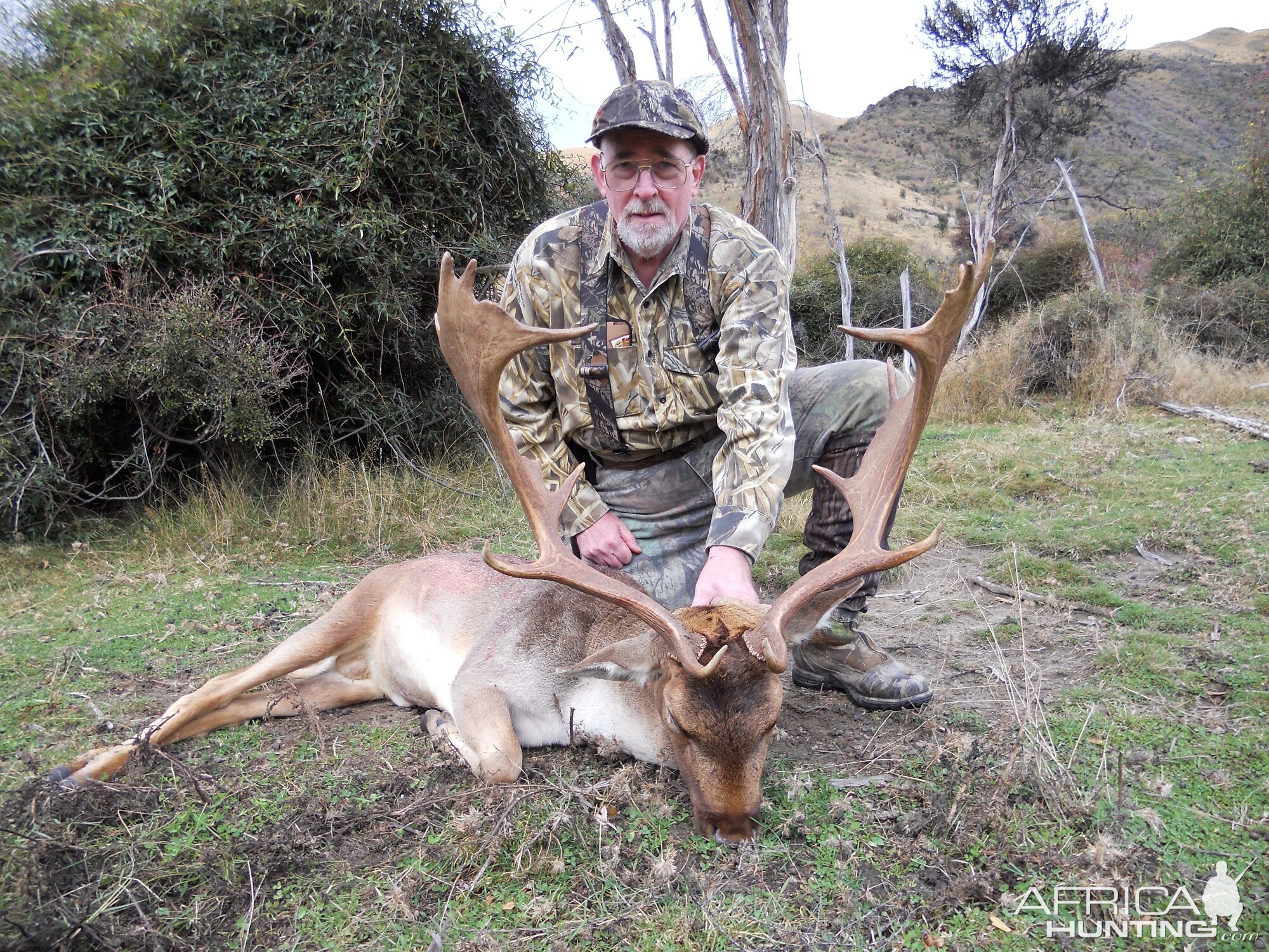 Fallow deer