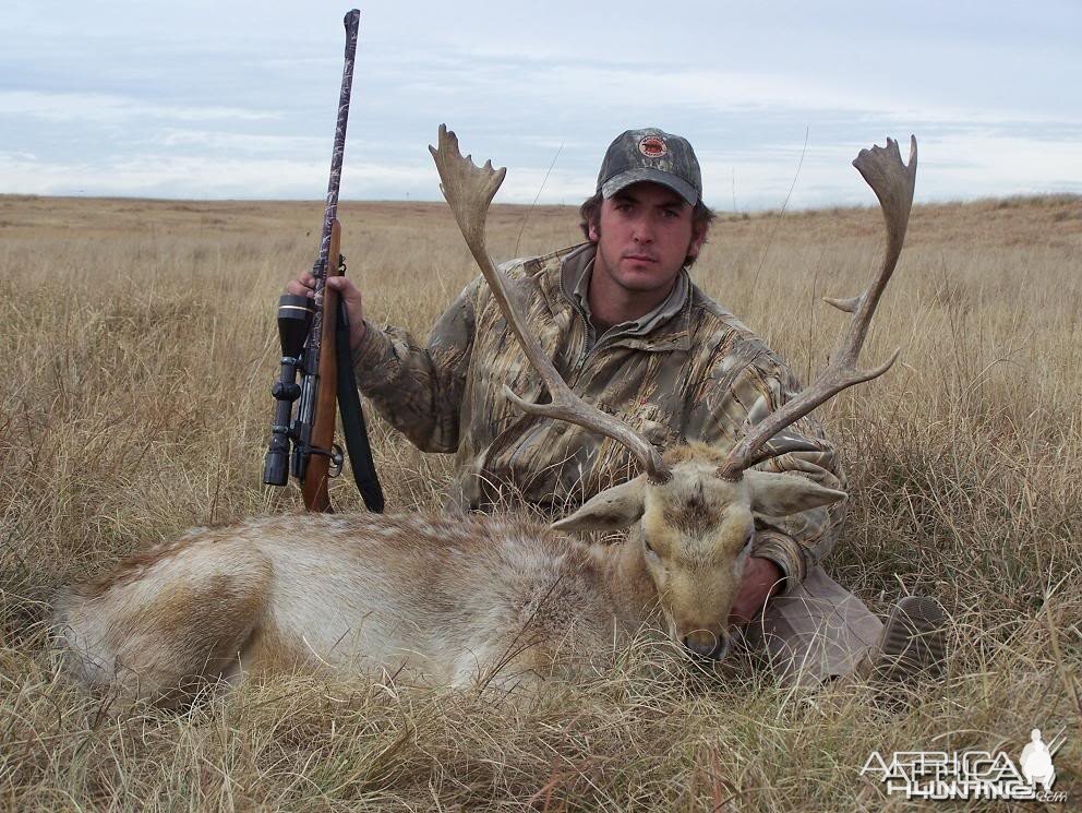 Fallow Deer