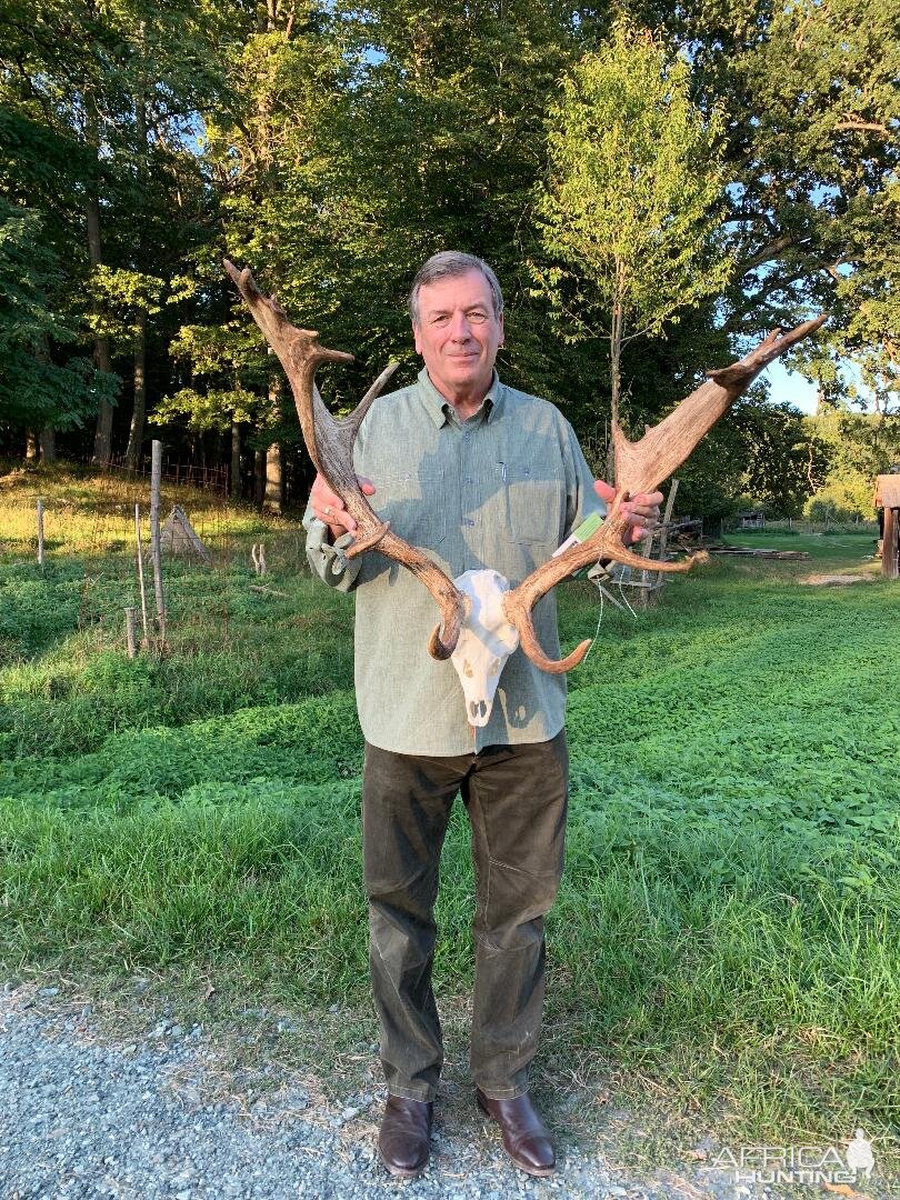 Fallow Stag Hunting Austria