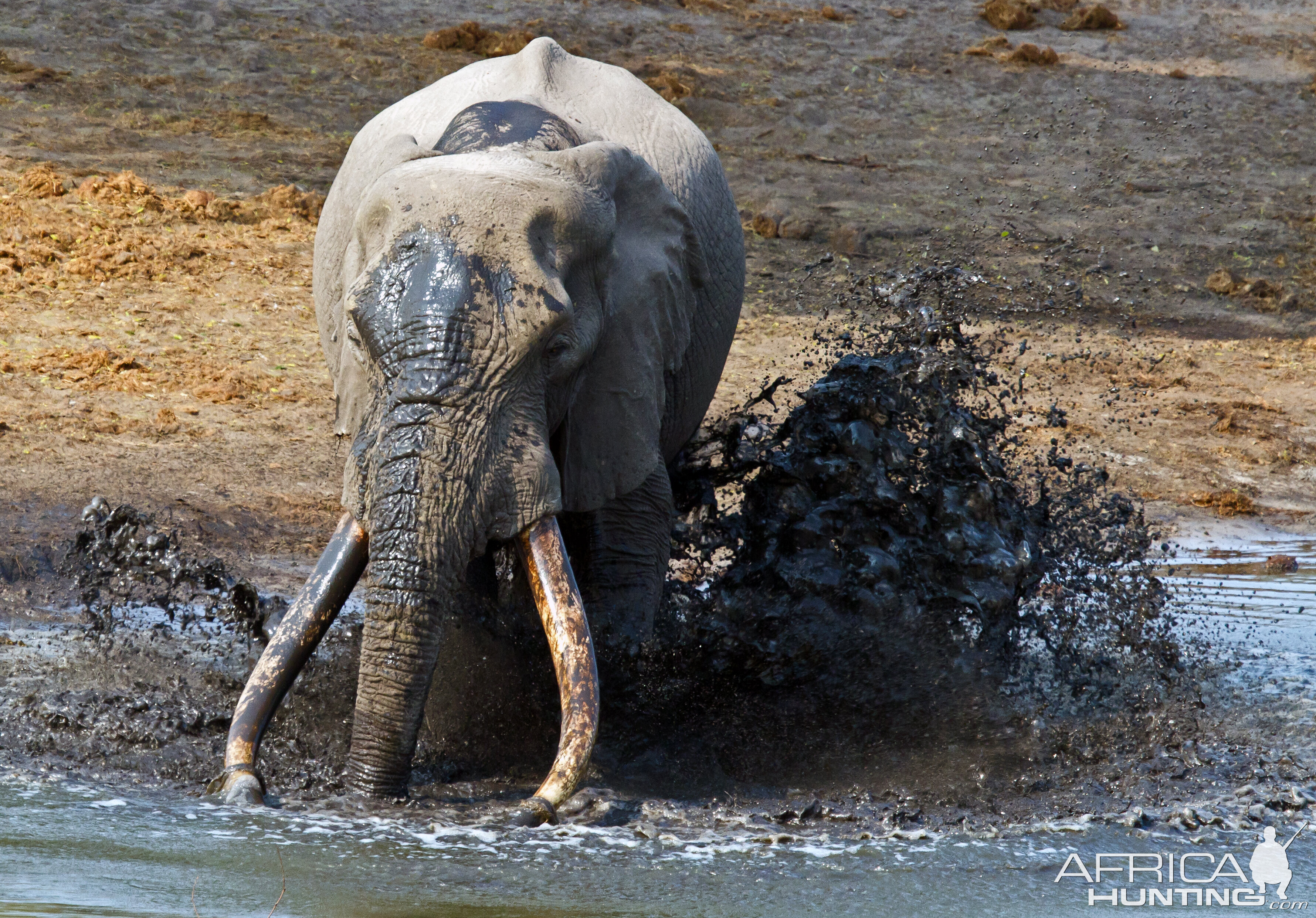 Famous old elephant in one of SAs parks!