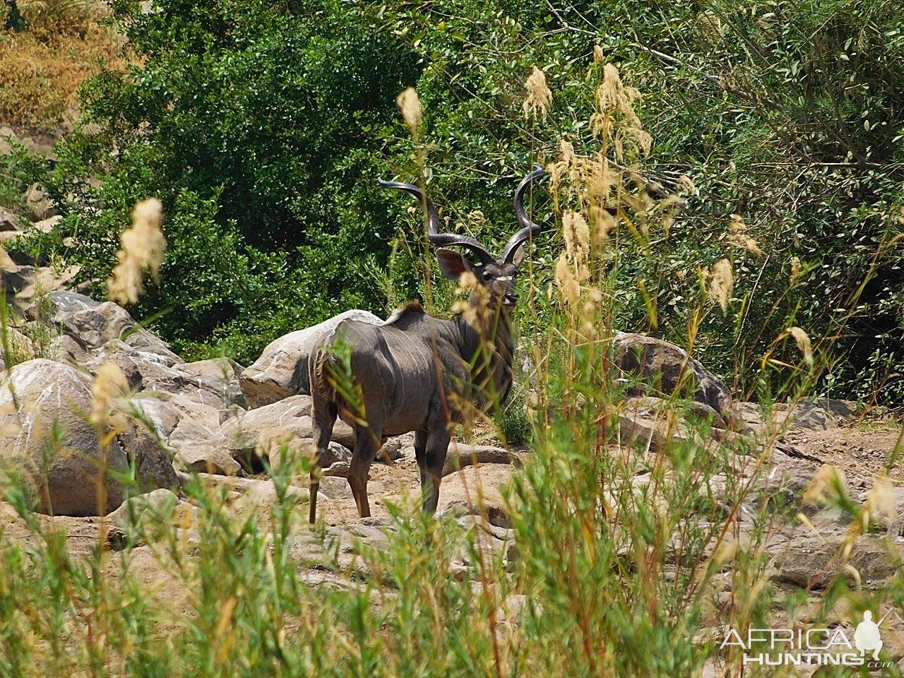 Fantastic Kudu in Zambia