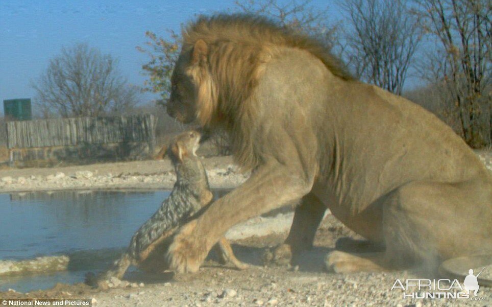 Feisty Jackal takes on huge Lion