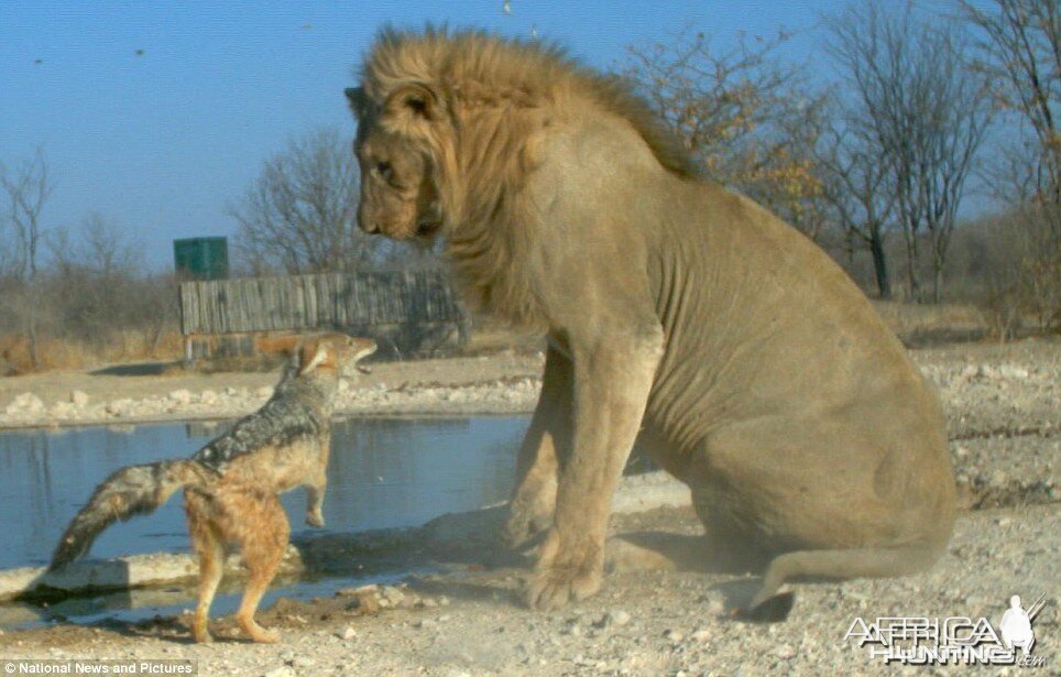 Feisty Jackal takes on huge Lion