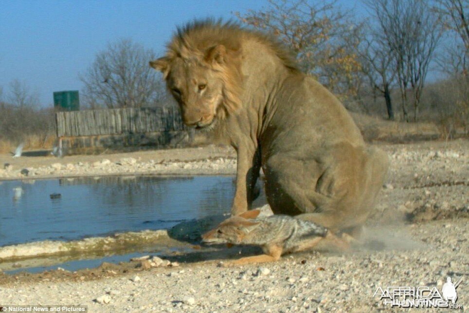 Feisty Jackal takes on huge Lion