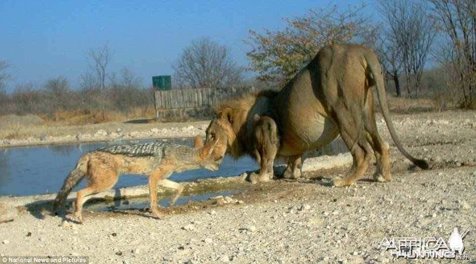 Feisty Jackal takes on huge Lion