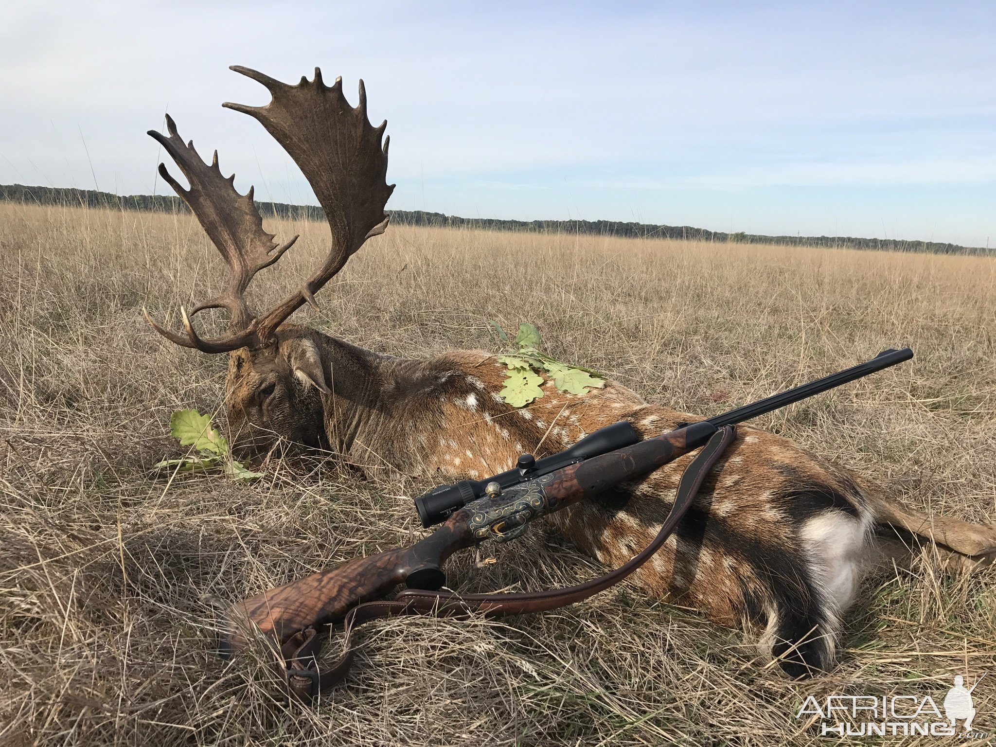 Fellow Deer Hunt Romania