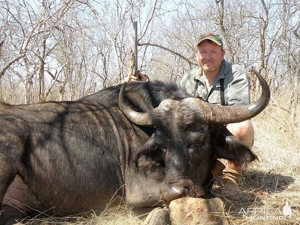 Female buffalo