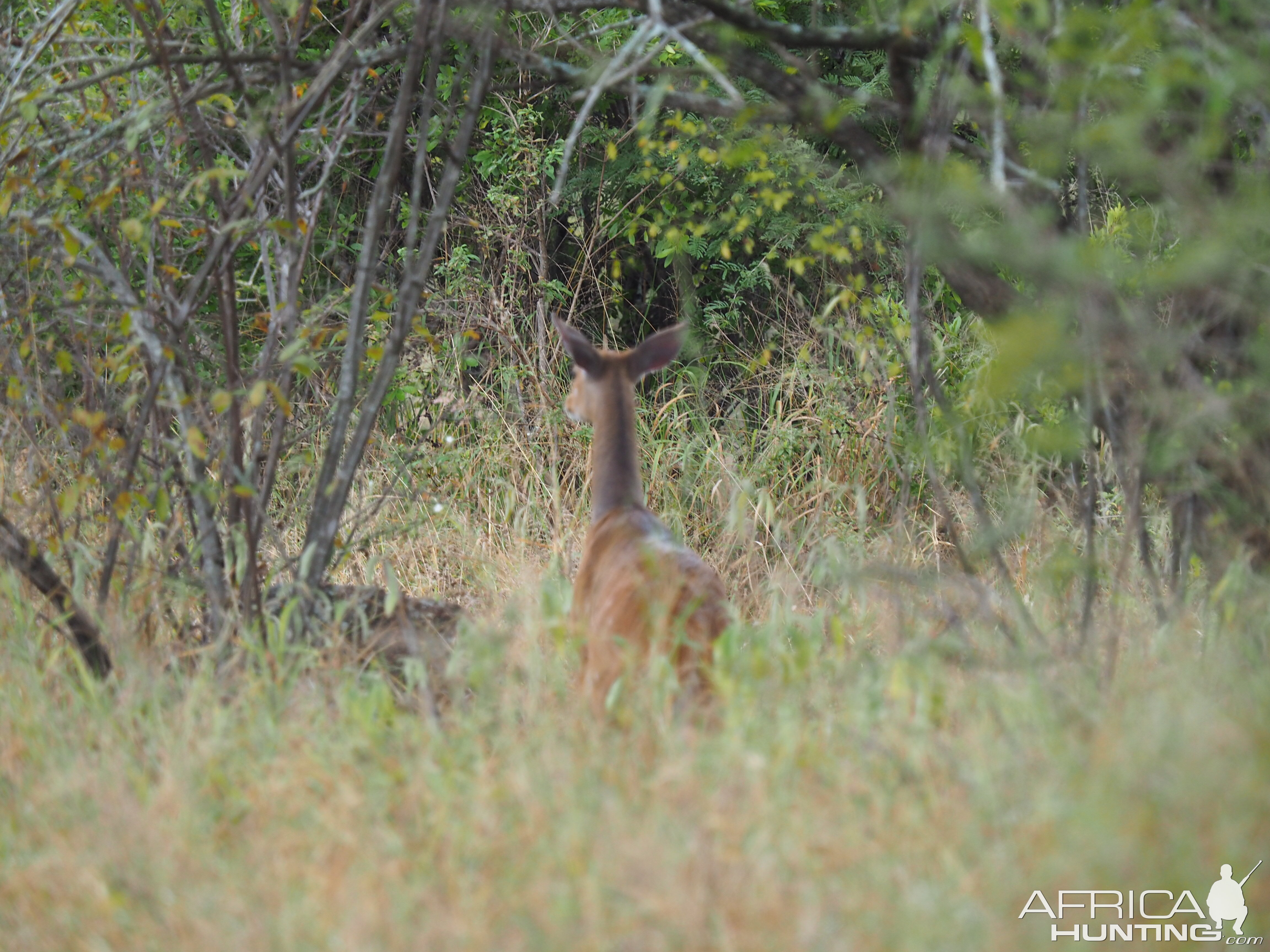 Female Bushbuck Zimbabwe