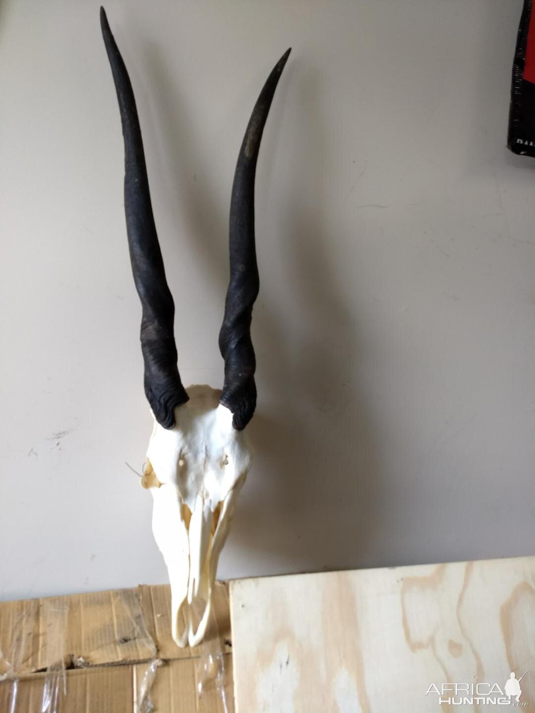 Female Eland European Skull Mount Taxidermy