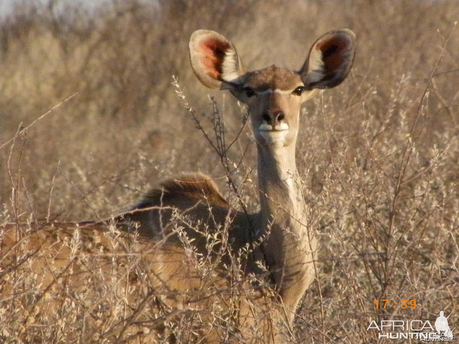 Female Kudu, Botswana