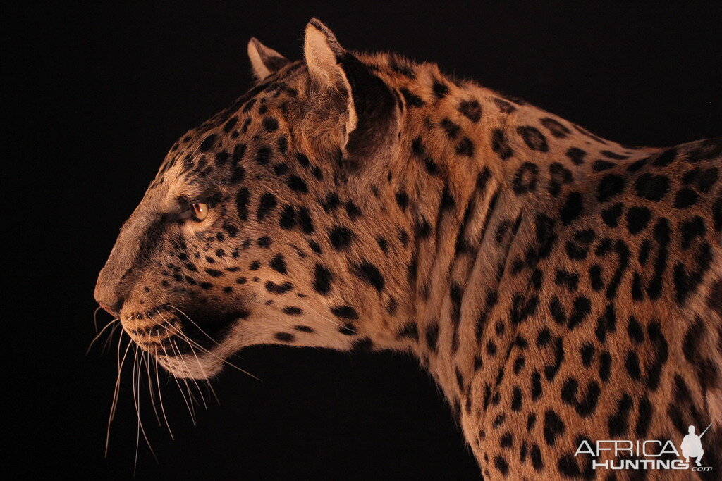 Female Leopard Full Mount Taxidermy