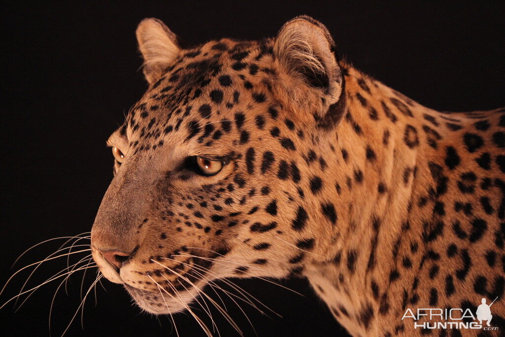 Female Leopard Full Mount Taxidermy