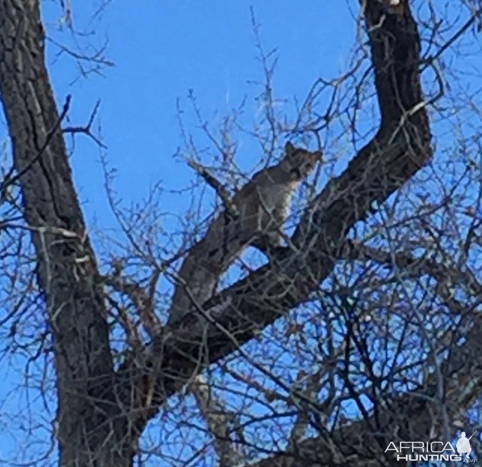 Female Mountain Lion