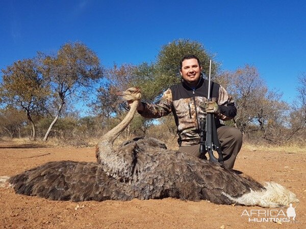 Female Ostrich Hunting South Africa