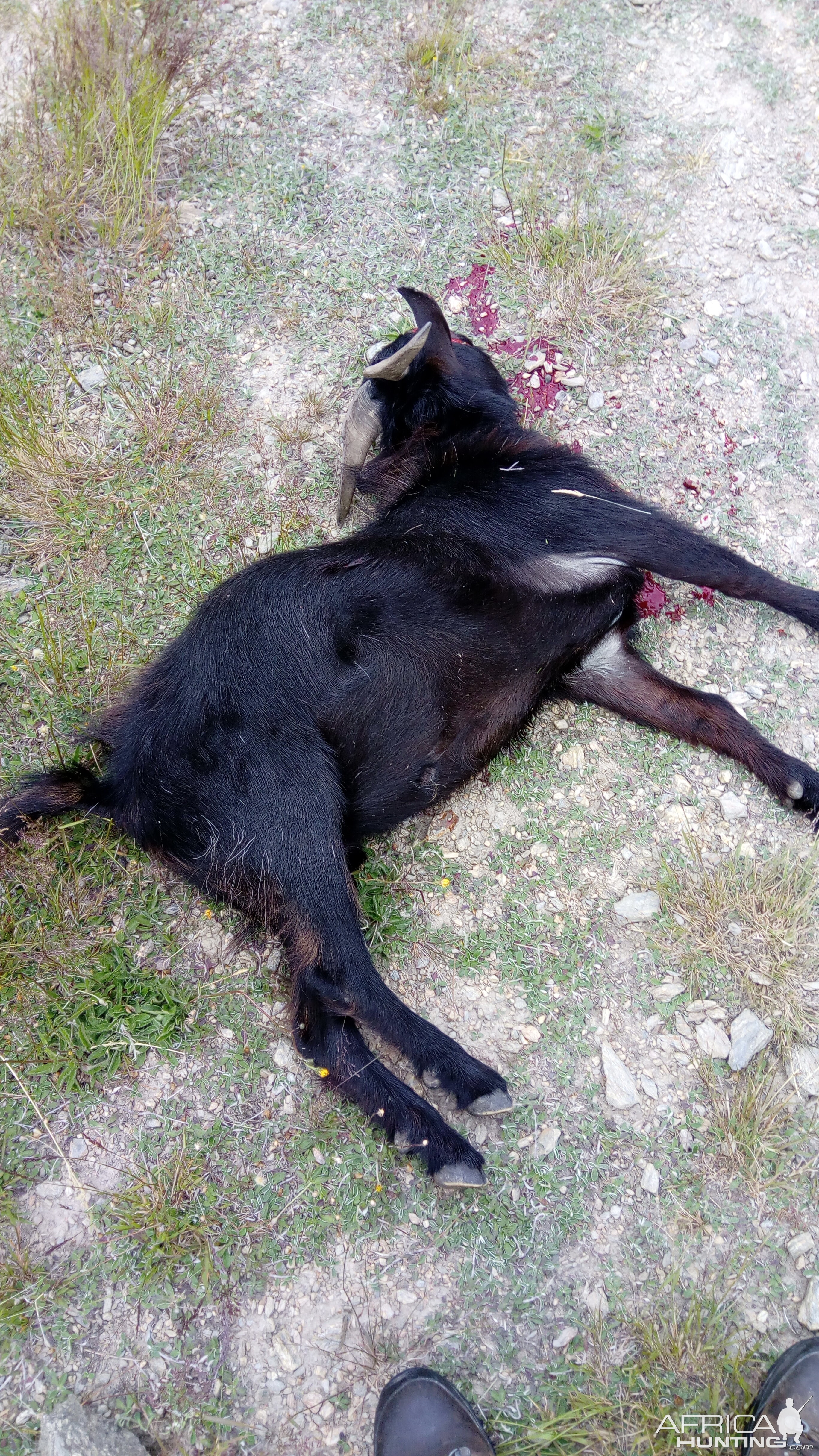 Feral Goat Hunting New Zealand