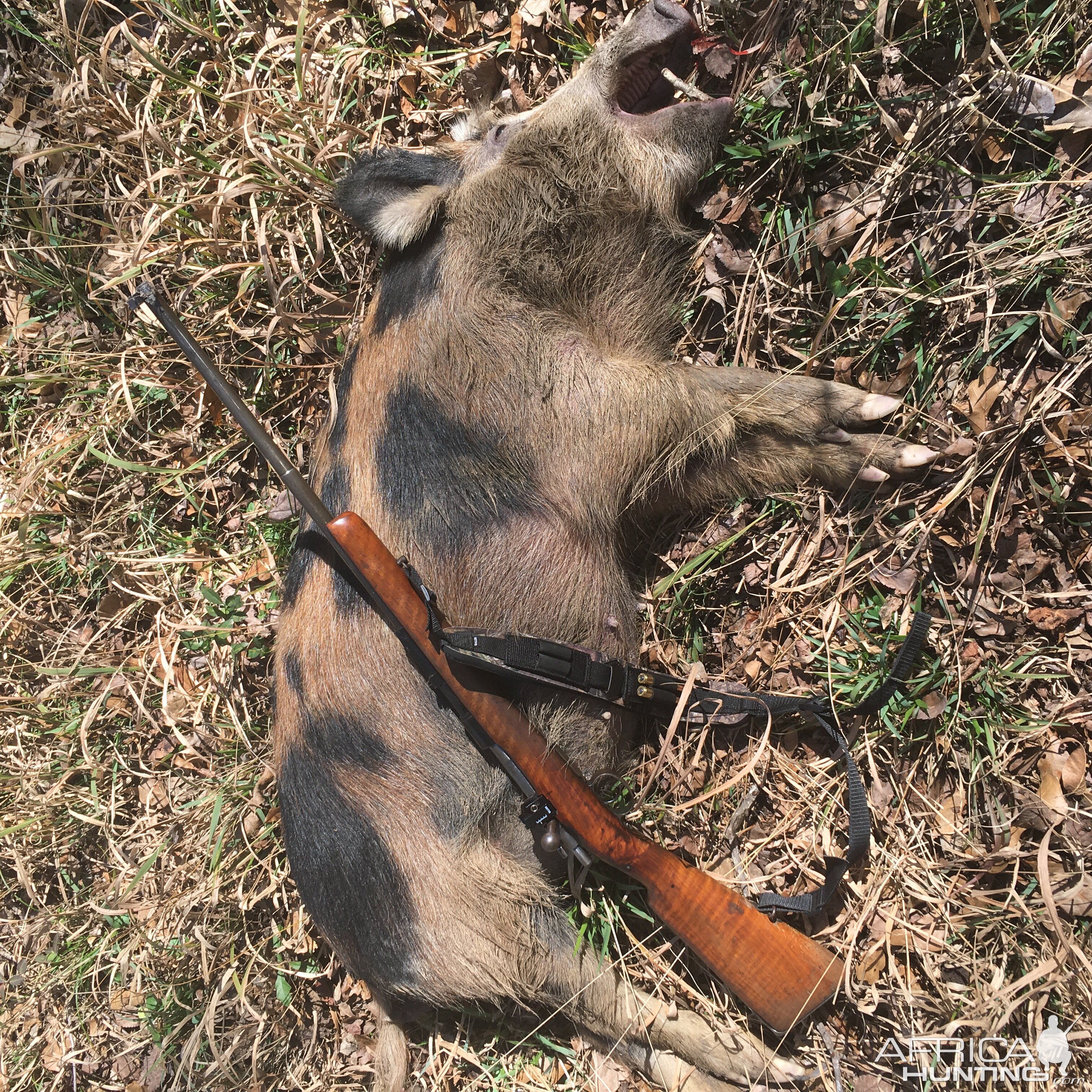 Feral Hog Hunting Texas USA