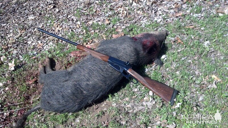 Feral Hog Hunting