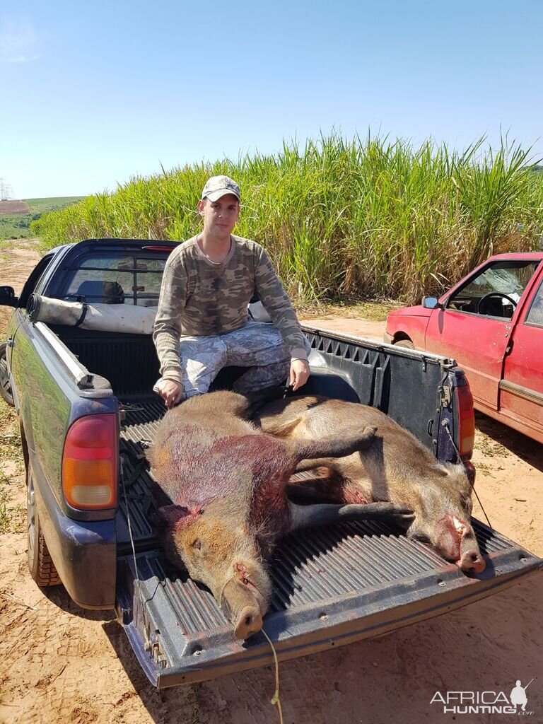 Feral Hog Hunting