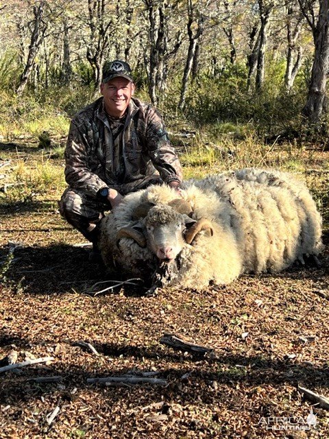 Feral Sheep Hunt Argentina