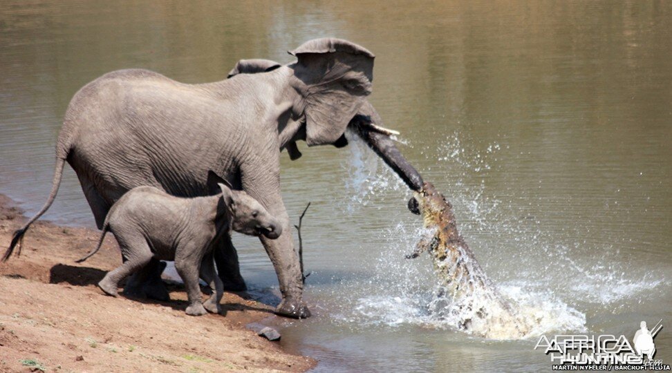 Ferocious Crocodile attacking Elephant