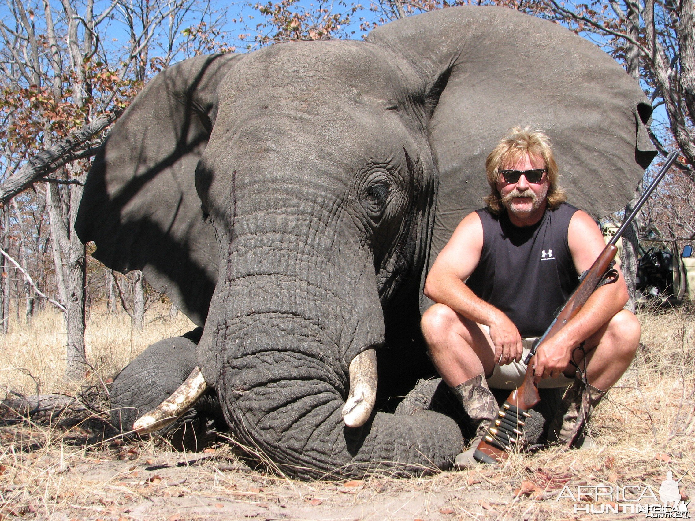 Festival Bull Elephant Namibia 2008