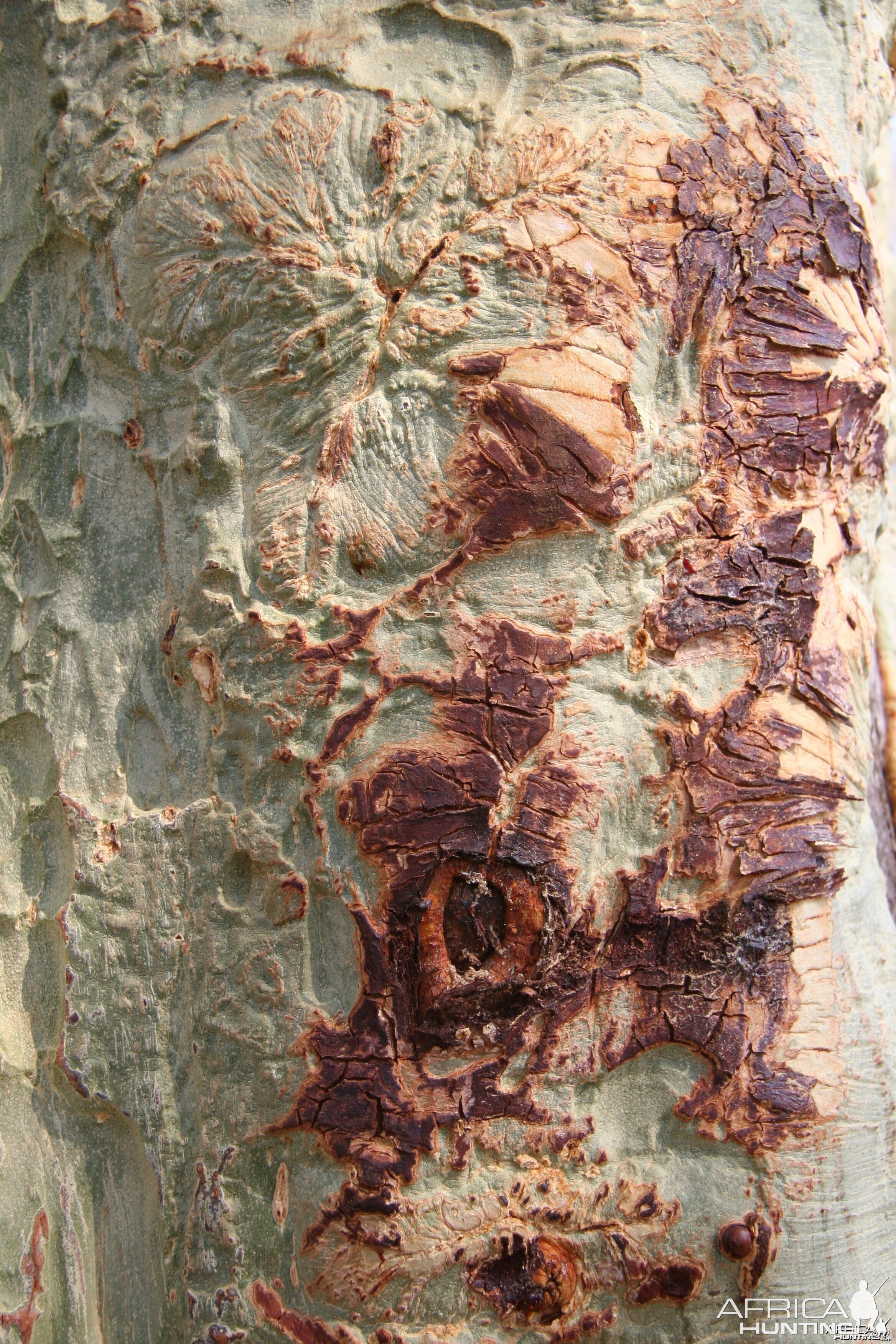 Fever Tree Bark