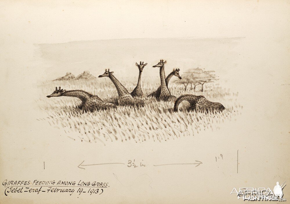 Field sketch made by British hunter and naturalist Abel Chapman