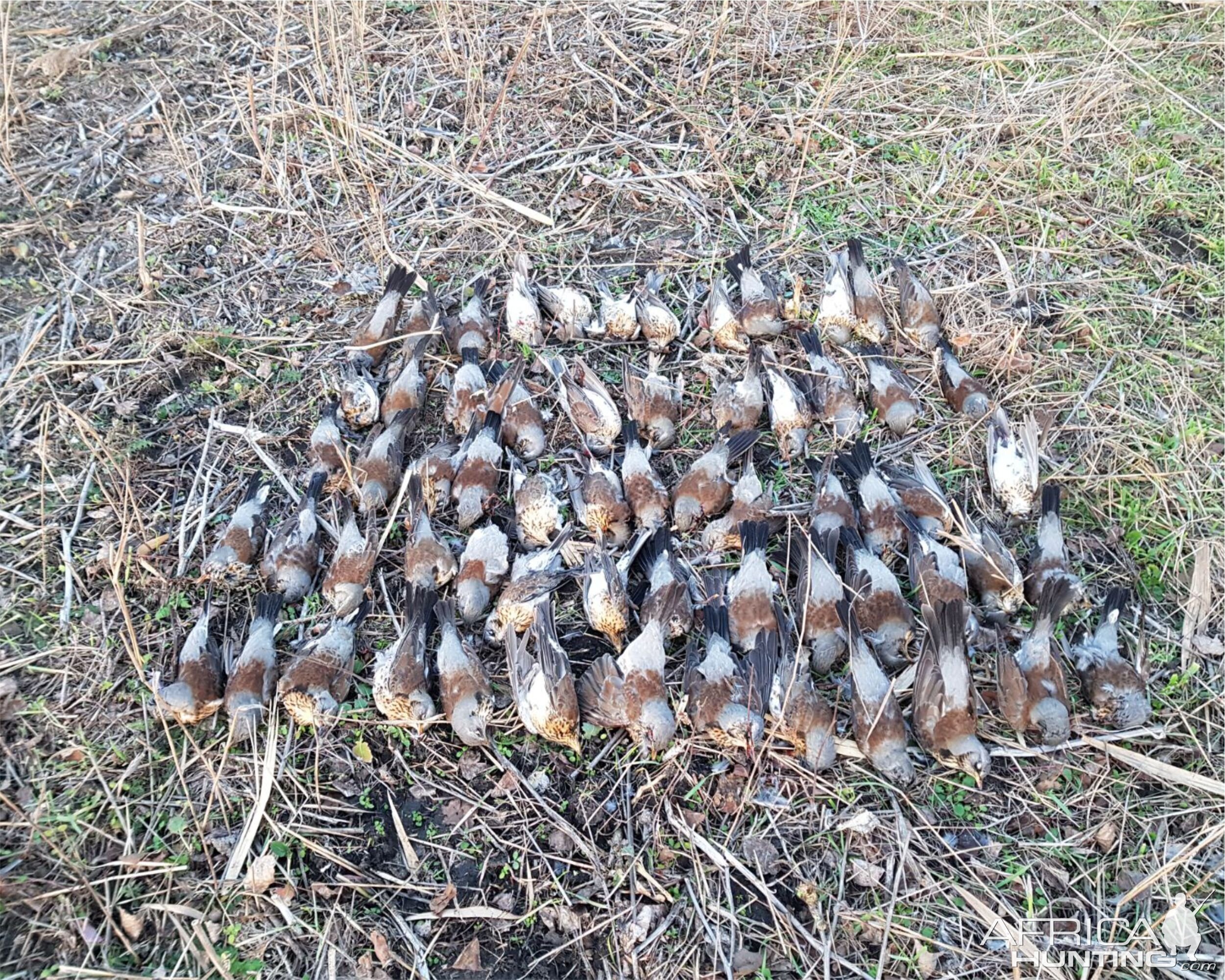 Fieldfare hunting in Romania