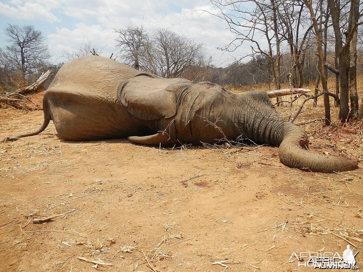 Fifth bull - Zimbabwe October 2013