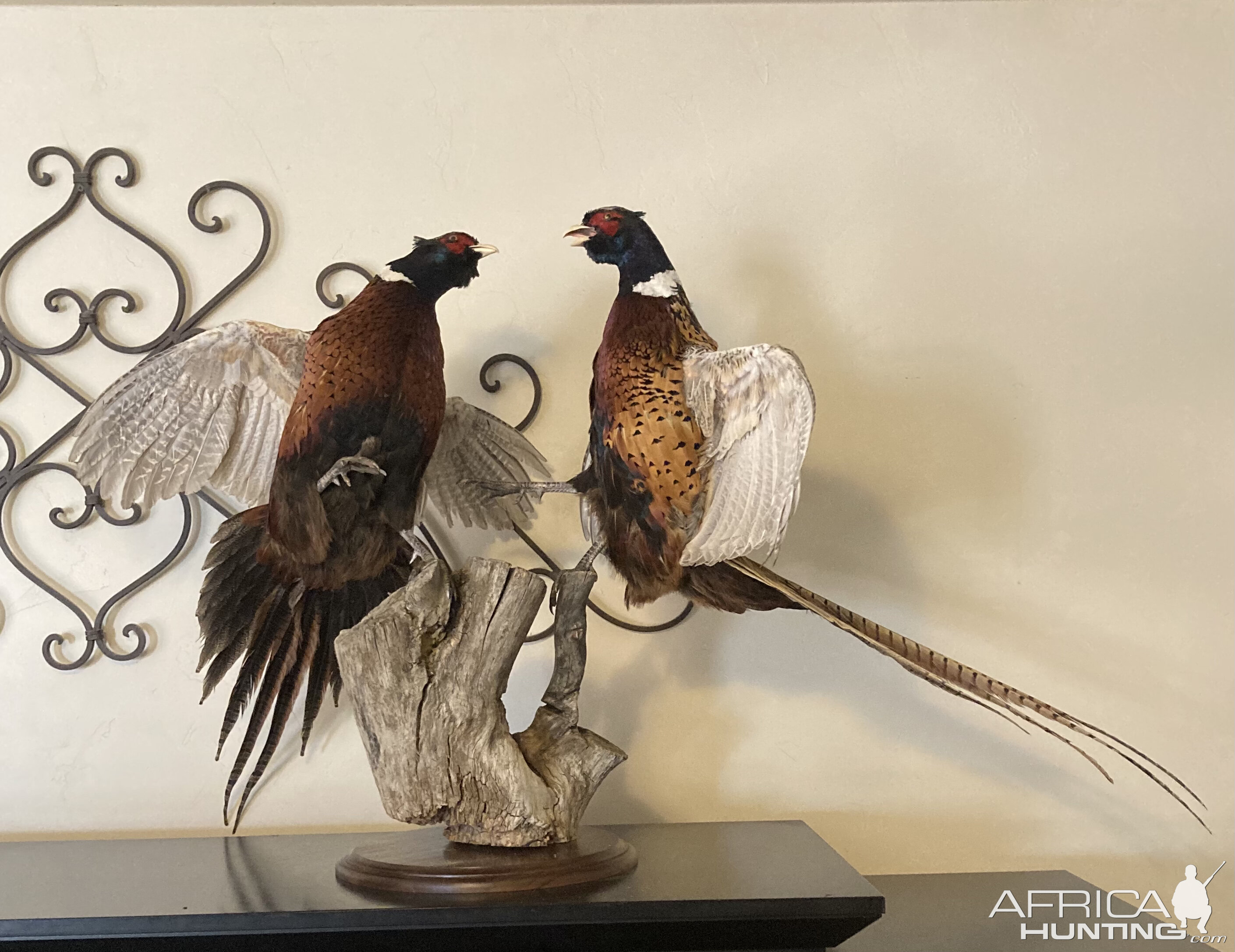 Fighting Pheasants Taxidermy