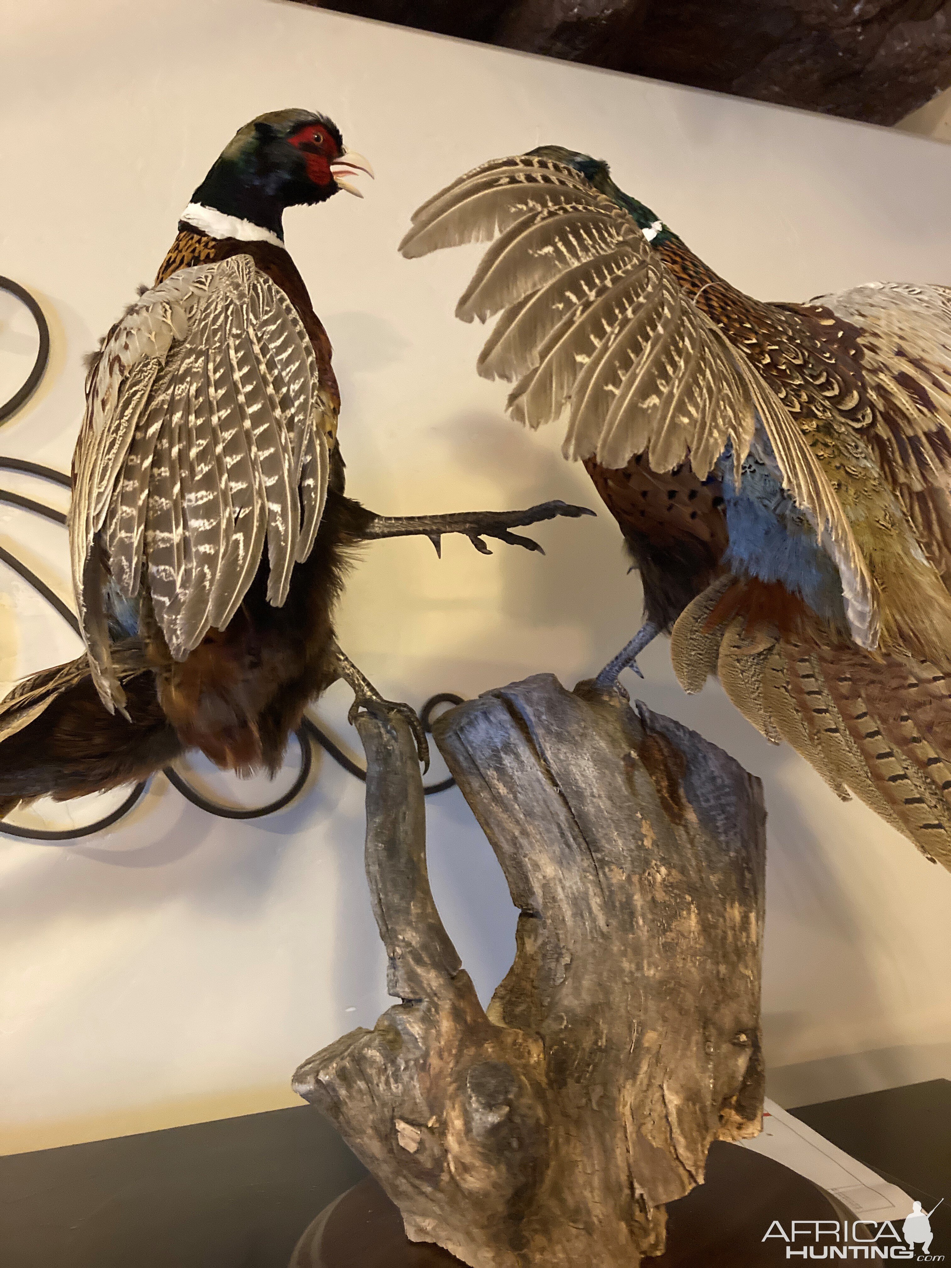 Fighting Pheasants Taxidermy